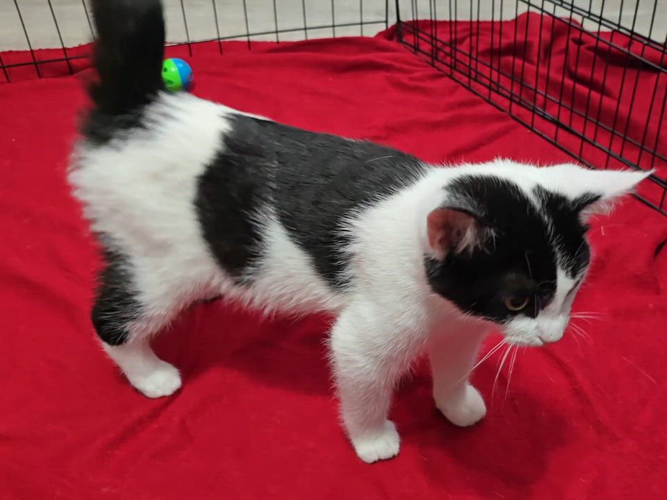 Enlarge Randy (CH-Wobbly), a Adoptable Domestic Short Hair in Quincy, OH video 2/2