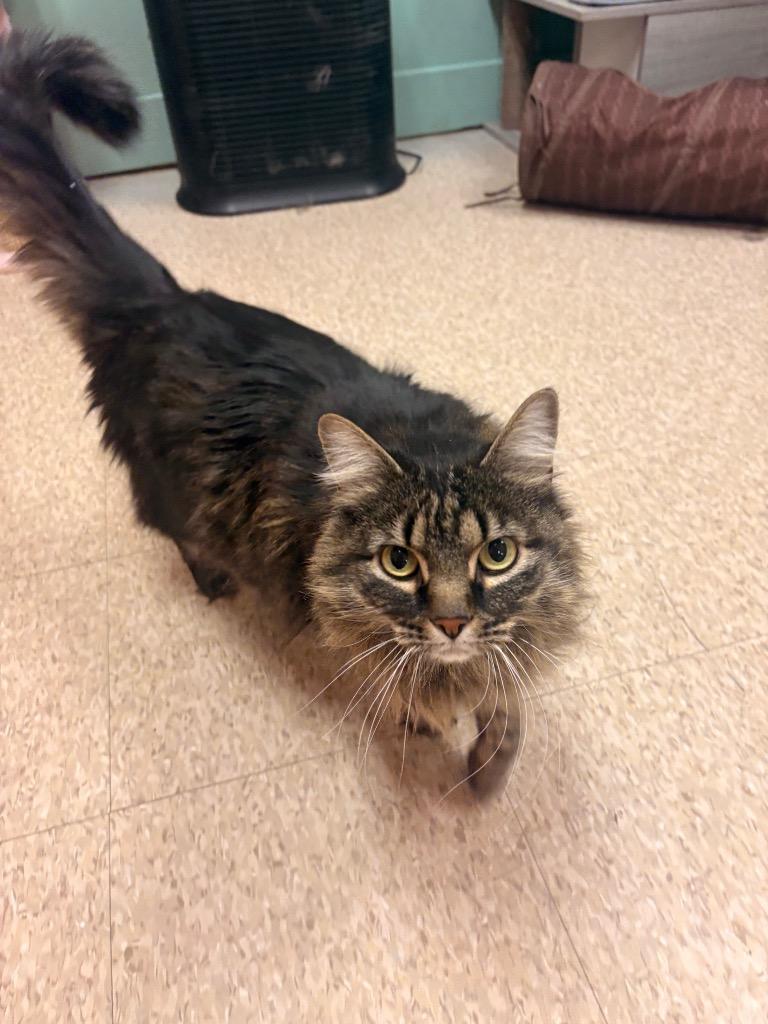 Penelope, Adoptable, Adult Female Domestic Medium Hair.