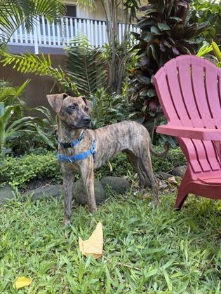 Enlarge Thomas, a Adoptable mixed breed in Honolulu, HI image 2/3