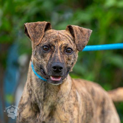 Enlarge Thomas, a Adoptable mixed breed in Honolulu, HI image 3/3