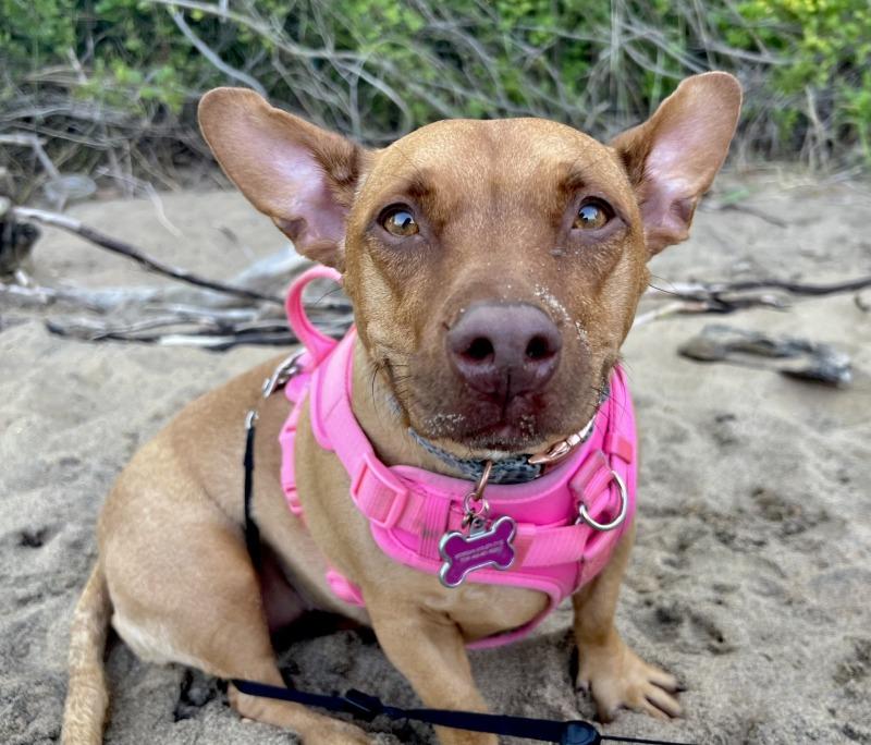 Coco (MD), ADOPTABLE, Adult Female Dachshund.