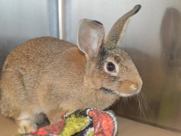 Scarlett, Adoptable, Baby Female New Zealand.