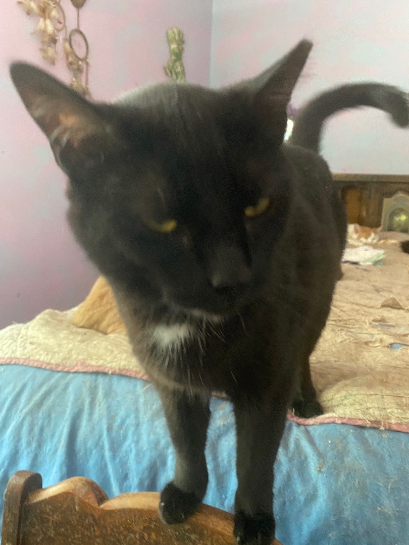 Enlarge Catsy Cline- smart, loves other cats , an adopted mixed breed in West Chester, PA image 1/1