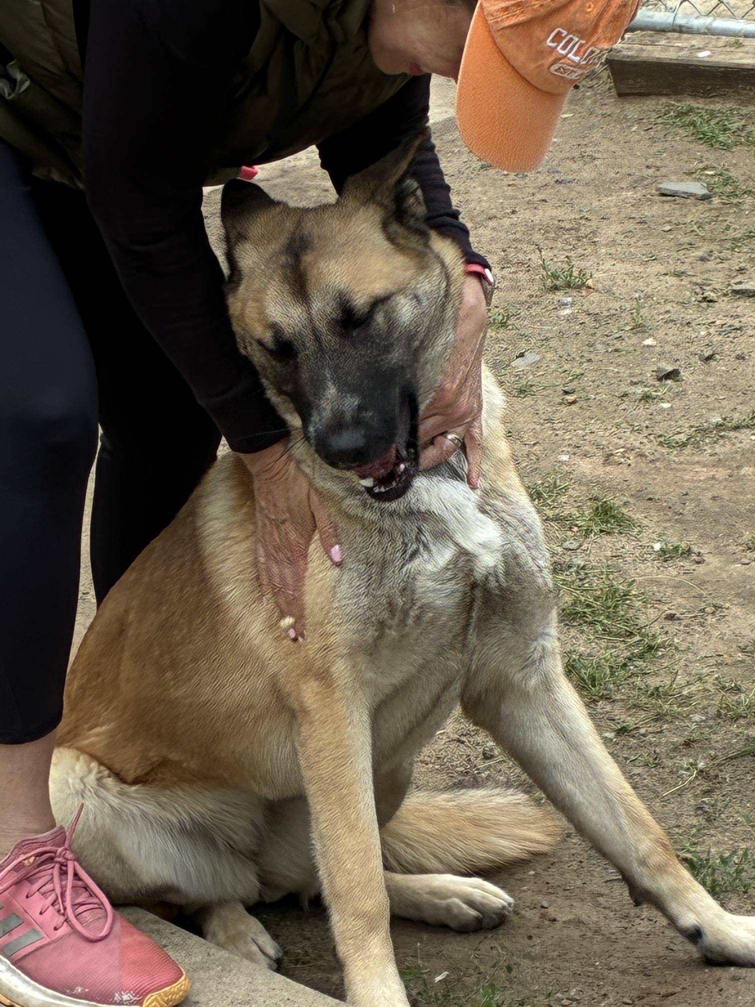 Shelby, Young Female Shepherd