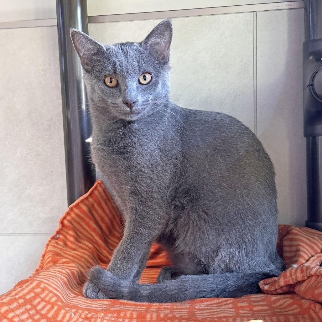 Sterling, Adoptable, Young Male Domestic Short Hair.