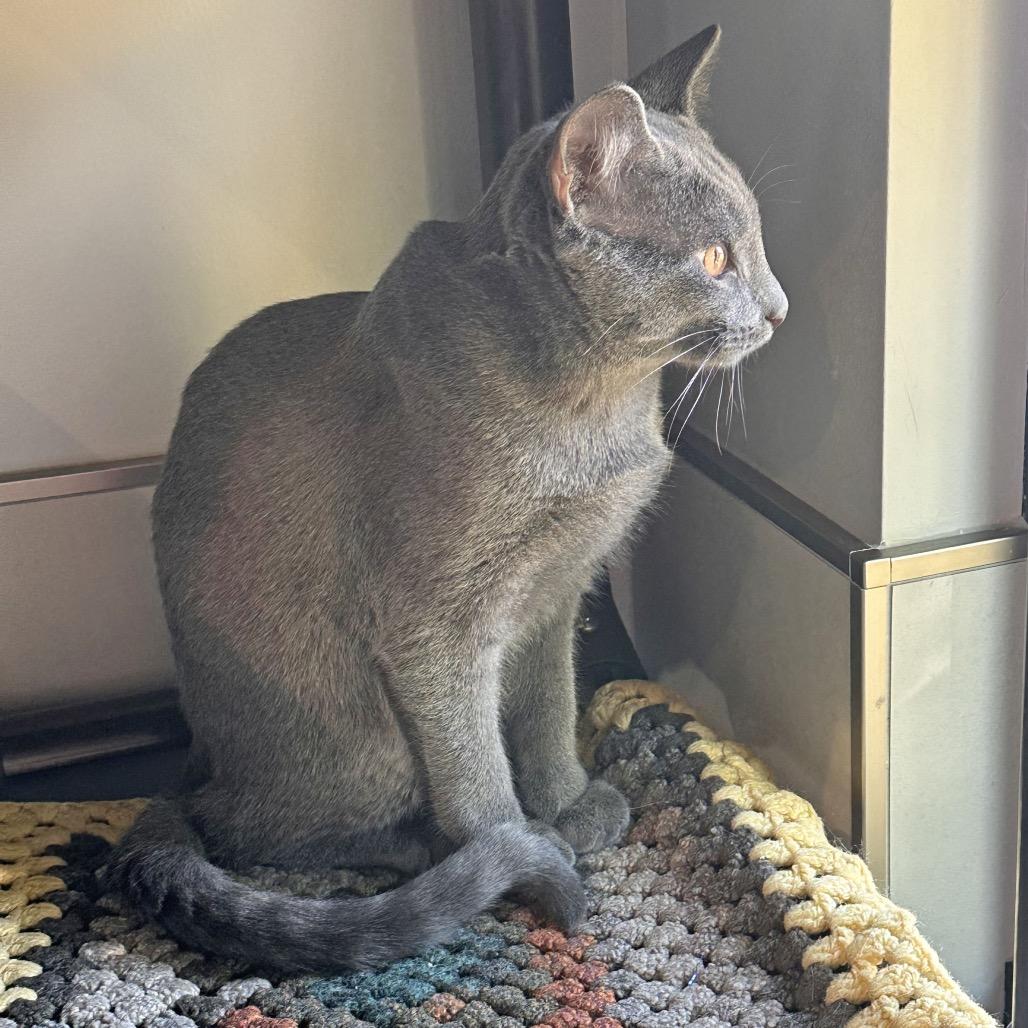 Enlarge Sterling, a Adoptable Domestic Short Hair in Hailey, ID image 2/4