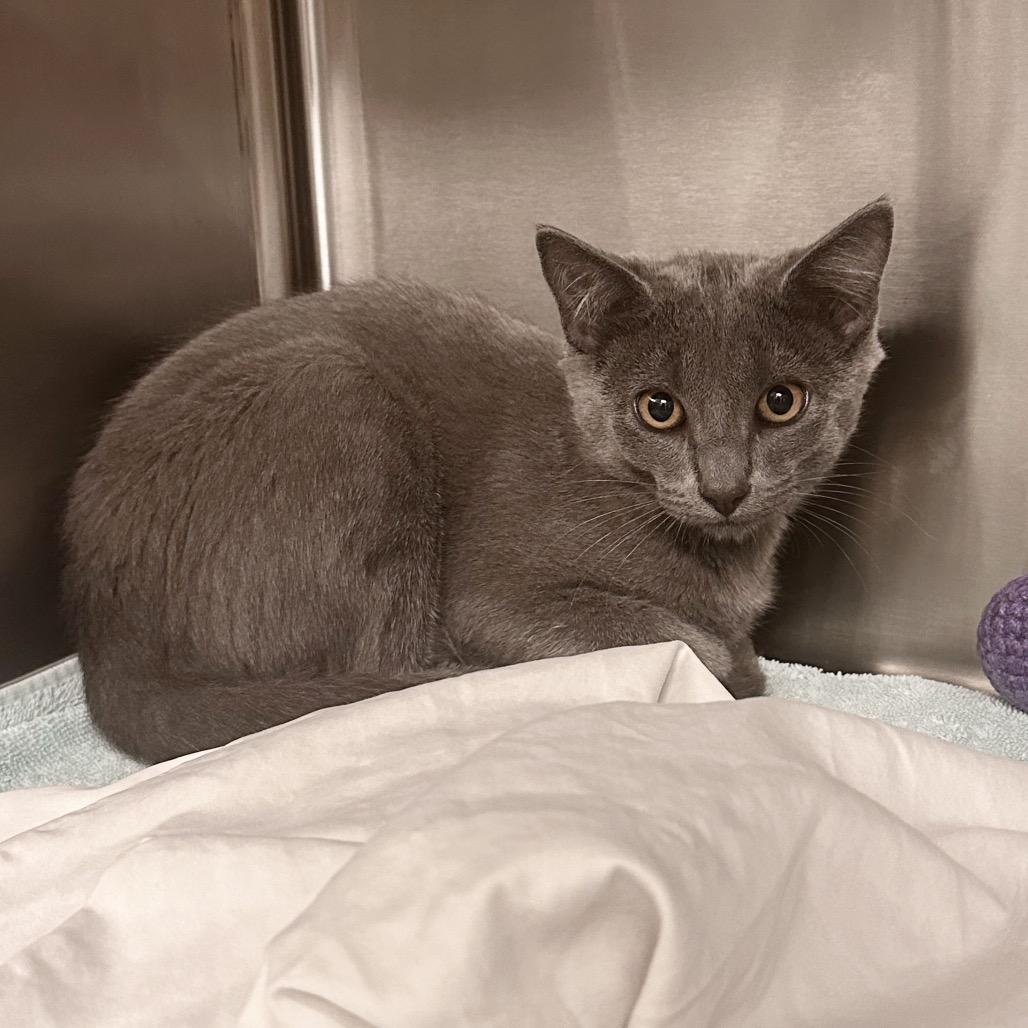 Sterling, Adoptable, Young Male Domestic Short Hair.