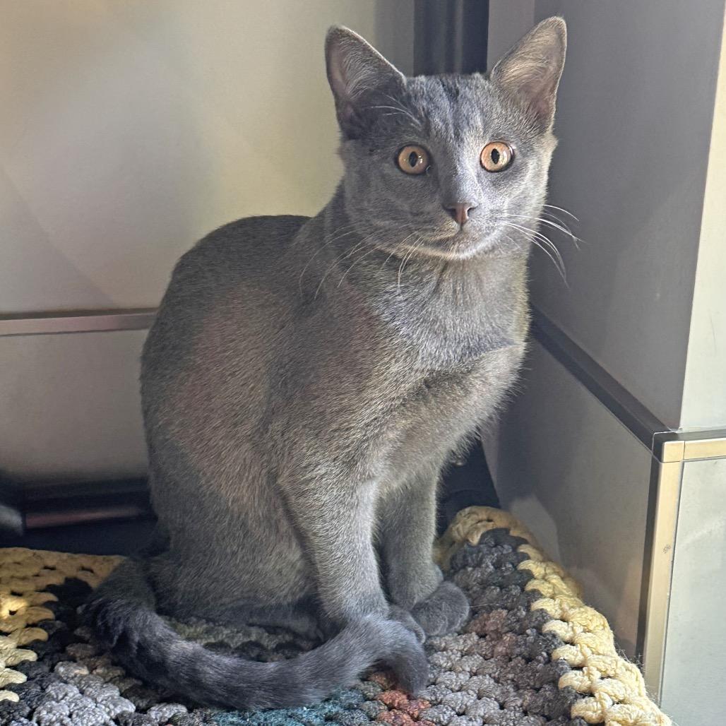 Enlarge Sterling, a Adoptable Domestic Short Hair in Hailey, ID image 3/4
