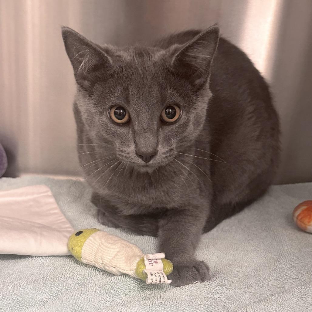 Enlarge Sterling, a Adoptable Domestic Short Hair in Hailey, ID image 2/2