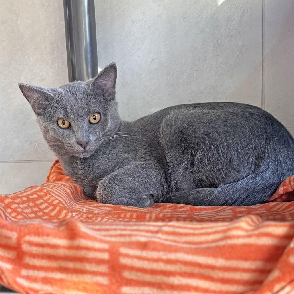 Enlarge Sterling, a Adoptable Domestic Short Hair in Hailey, ID image 4/4