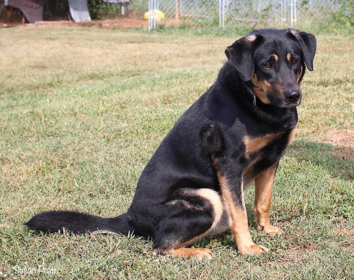 Enlarge Jughead, an adopted mixed breed in Bedford, VA image 2/3