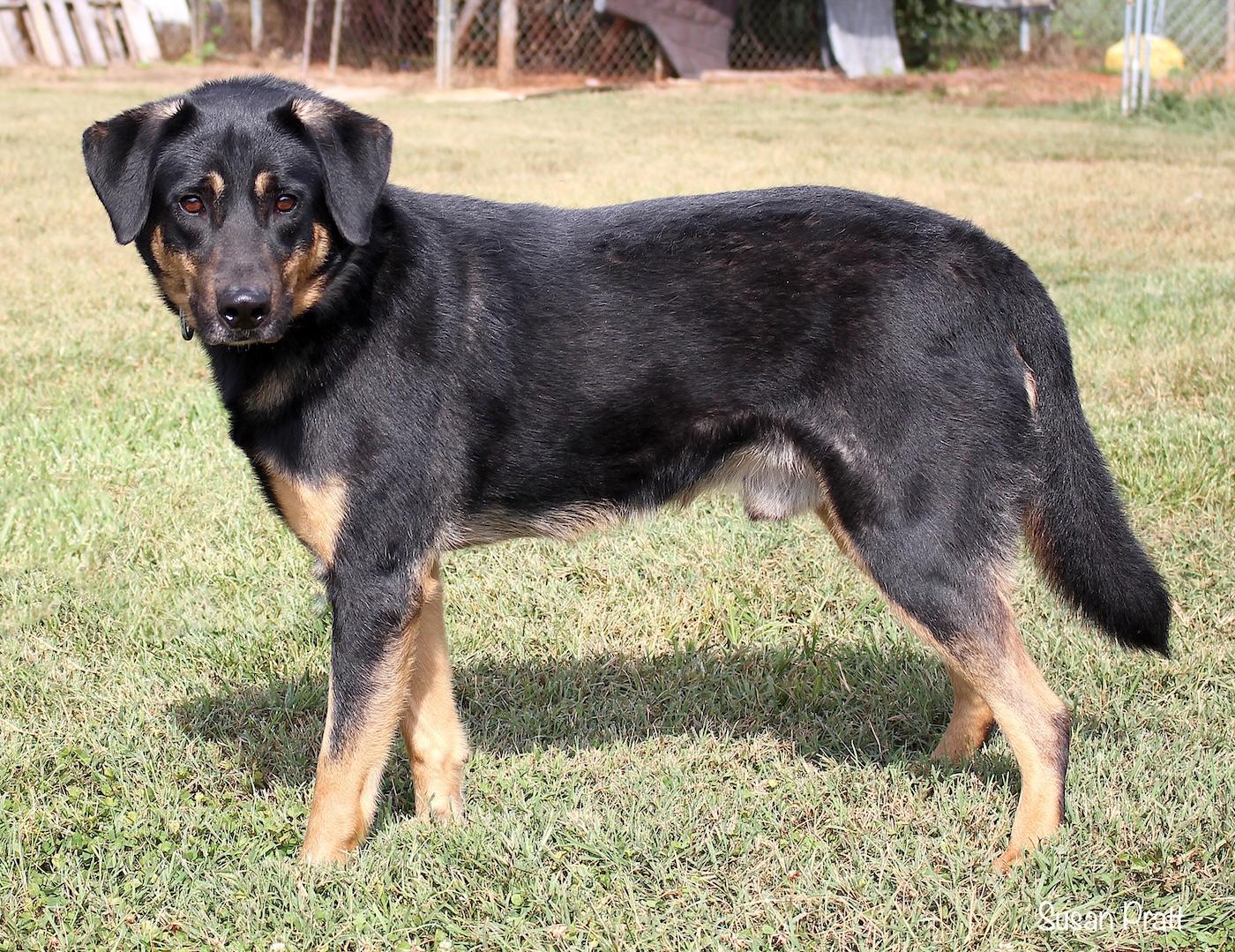 Enlarge Jughead, an adopted mixed breed in Bedford, VA image 3/3