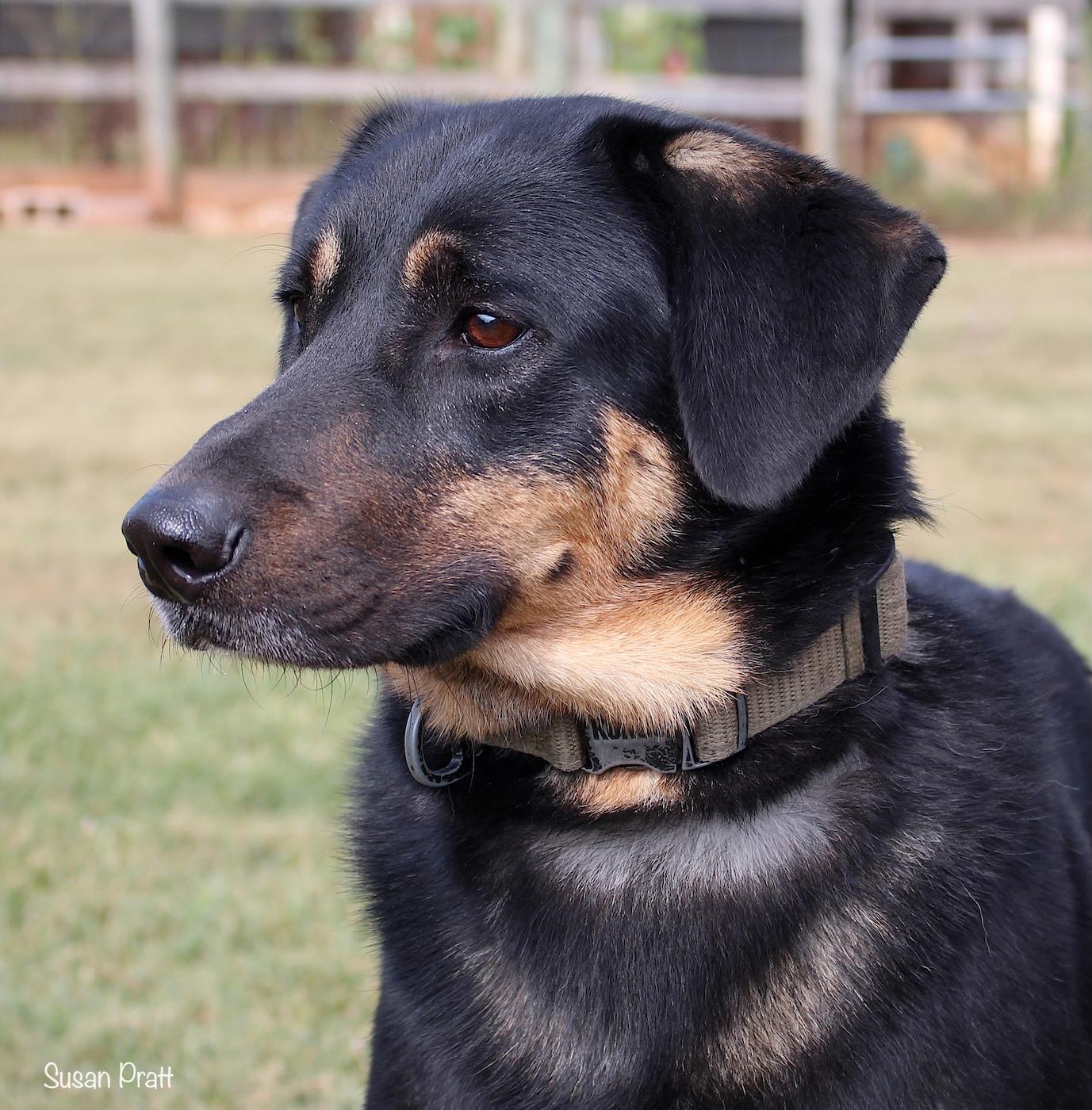 Enlarge Jughead, an adopted mixed breed in Bedford, VA image 1/3