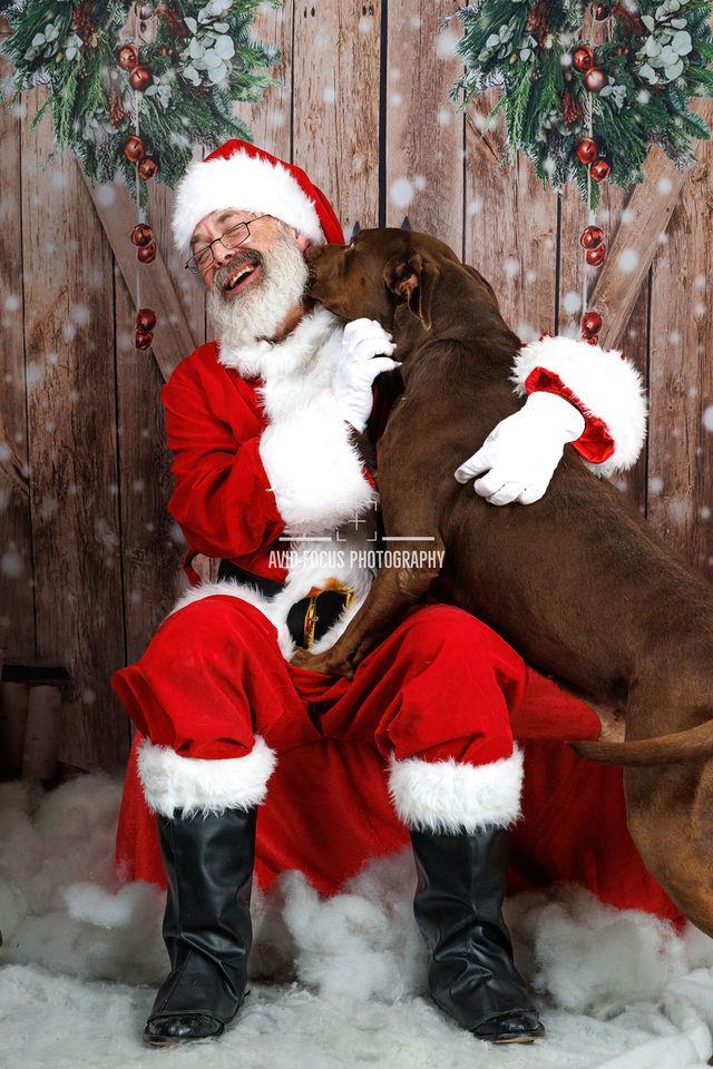 Chopo-$75 Adoption Fee! Diamond Dog!, Adoptable, Adult Male Pit Bull Terrier & Labrador Retriever.