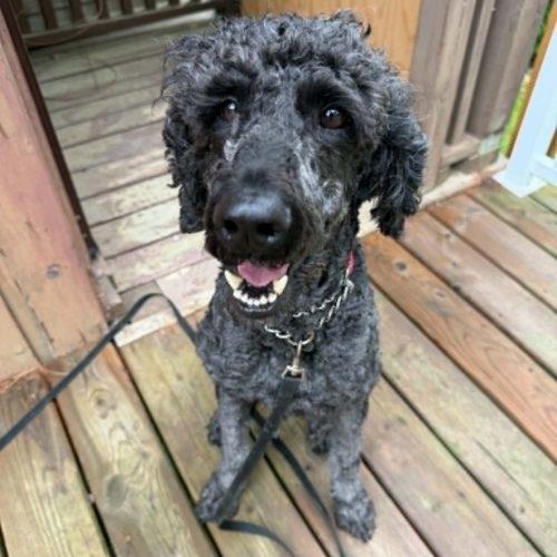 Enlarge Suzey, a Adoptable Standard Poodle in Calabogie , ON image 2/4