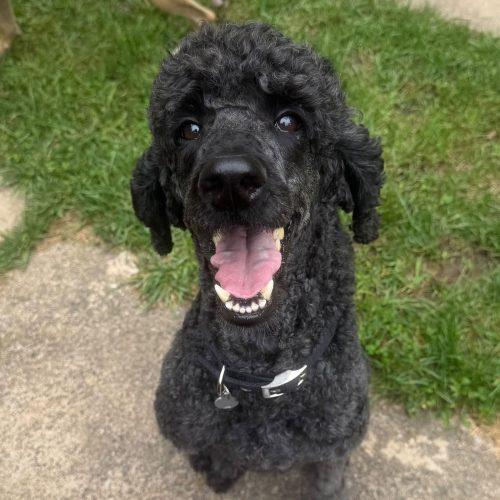 Enlarge Suzey, a Adoptable Standard Poodle in Calabogie , ON image 3/4