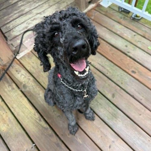 Enlarge Suzey, a Adoptable Standard Poodle in Calabogie , ON image 4/4