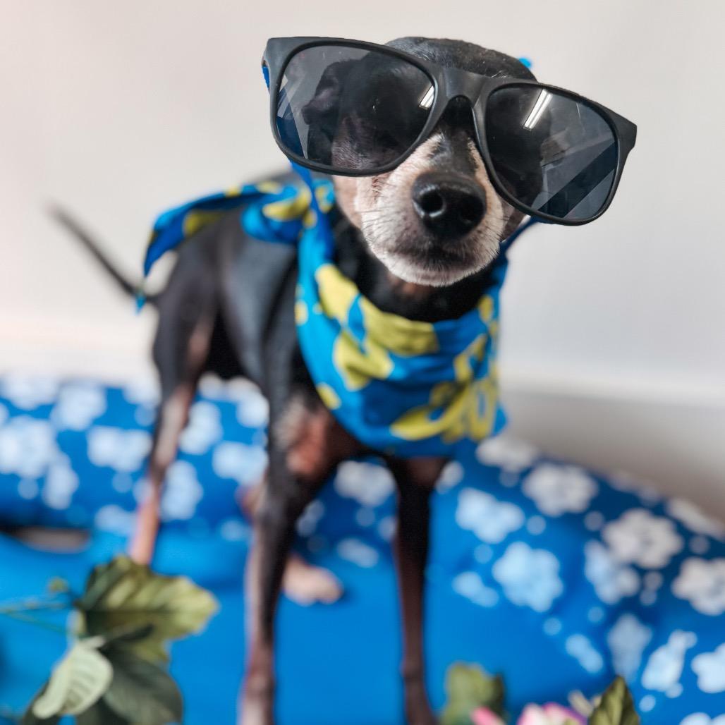 Sterling, Adoptable, Senior Male Miniature Pinscher & Mixed Breed.