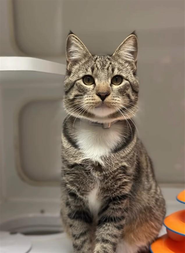 Enlarge SPATULA, a Adoptable Domestic Short Hair in Hayward, CA image 1/1