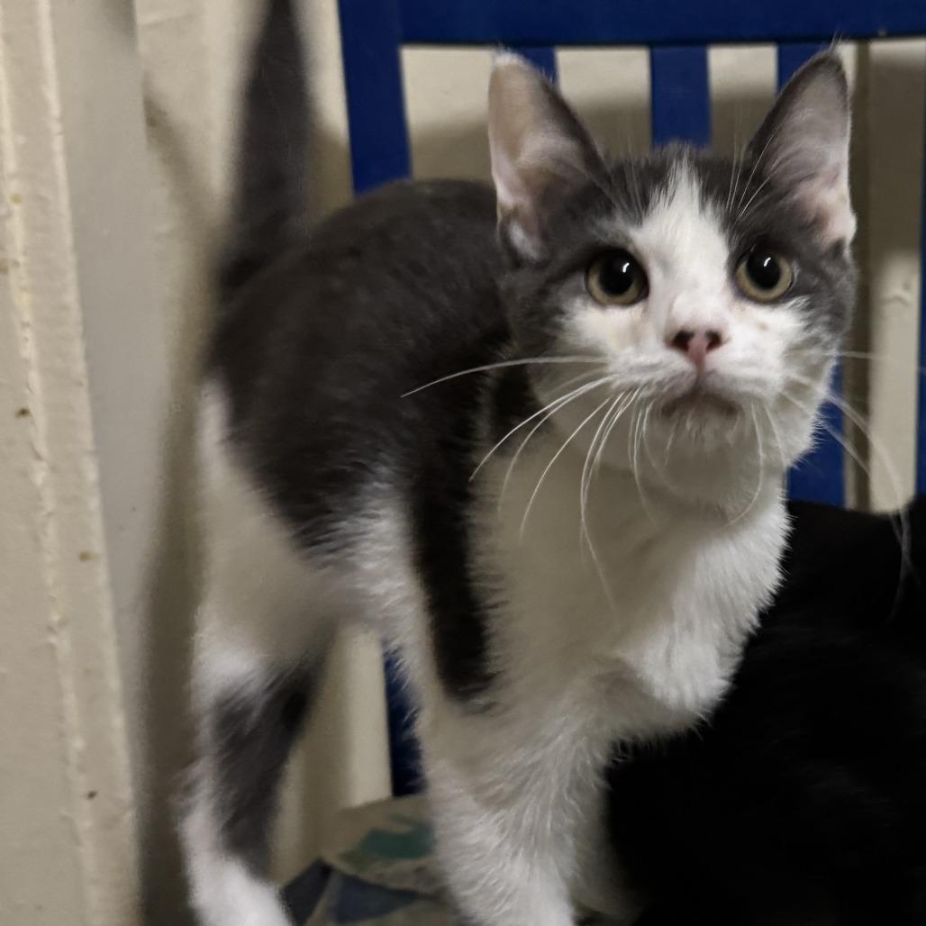 Praline, Adoptable, Young Male Domestic Short Hair.