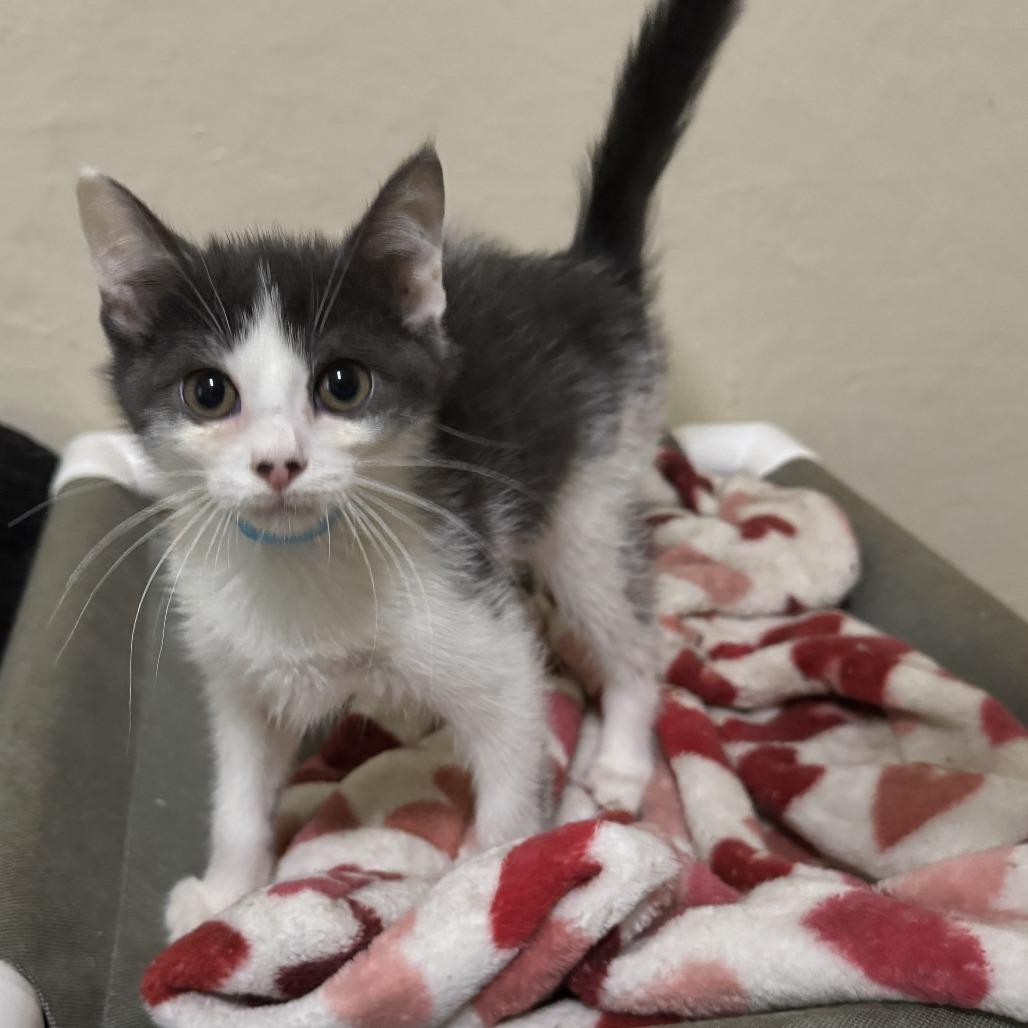 Enlarge Praline, a Adoptable Domestic Short Hair in Portage, MI image 3/4