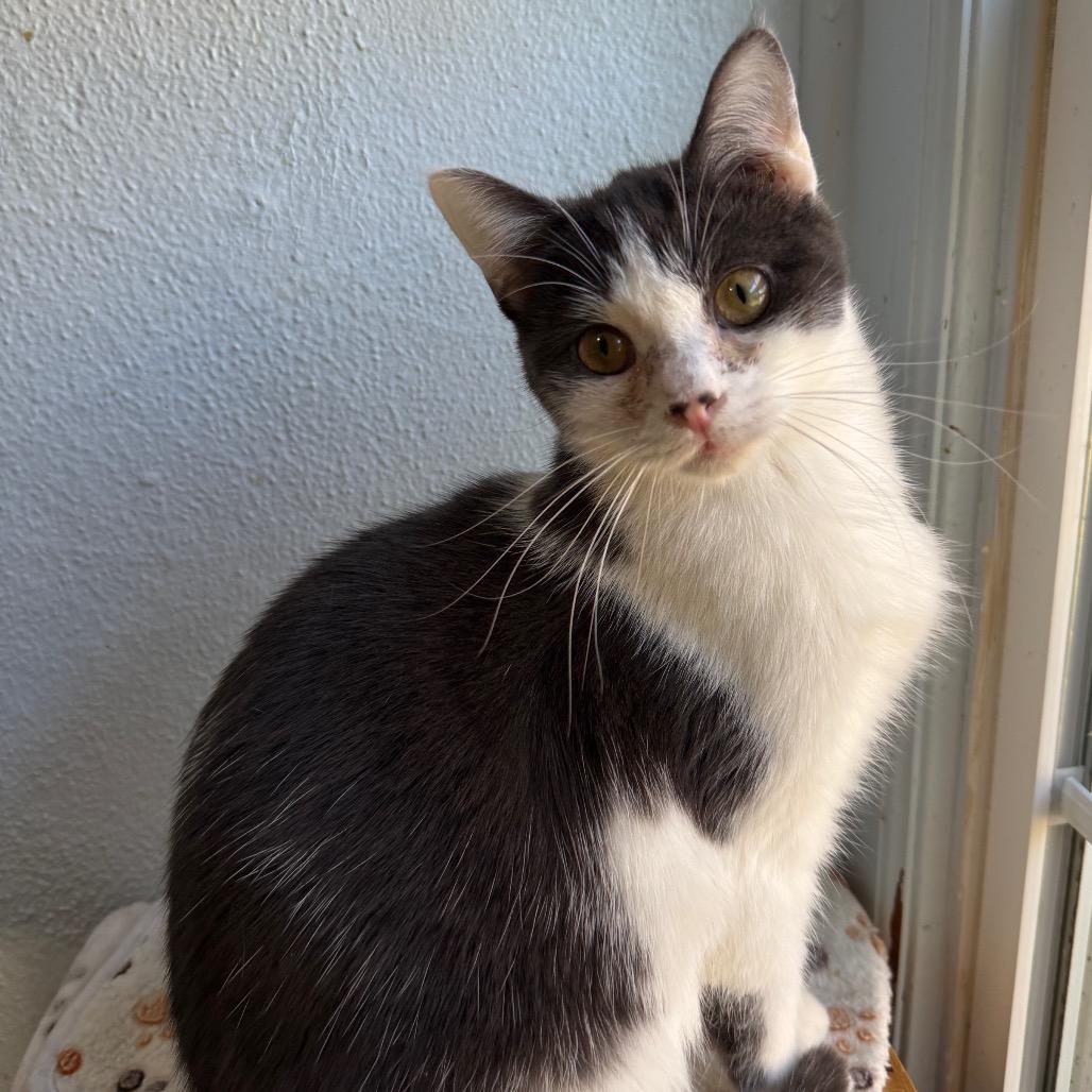 Enlarge Praline, a Adoptable Domestic Short Hair in Portage, MI image 4/5