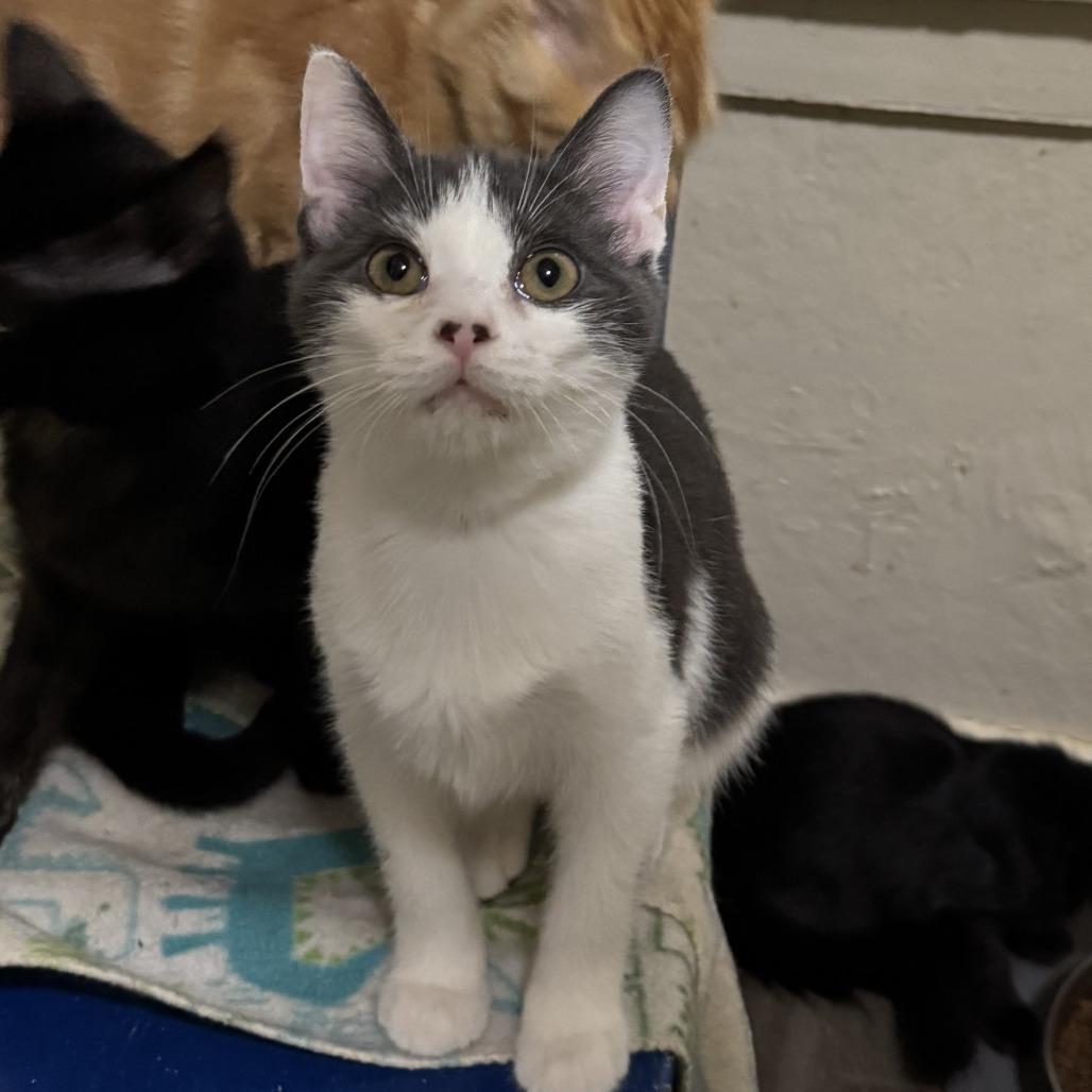 Enlarge Praline, a Adoptable Domestic Short Hair in Portage, MI image 4/4