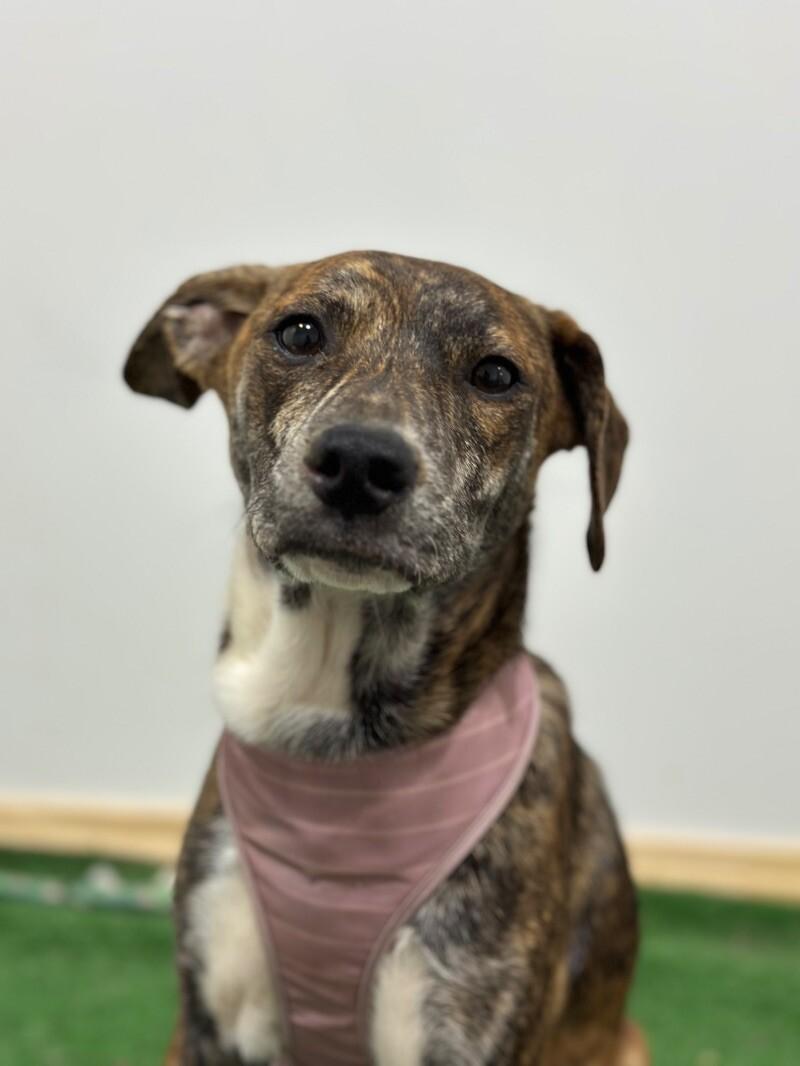 Roseline, Young Female Whippet