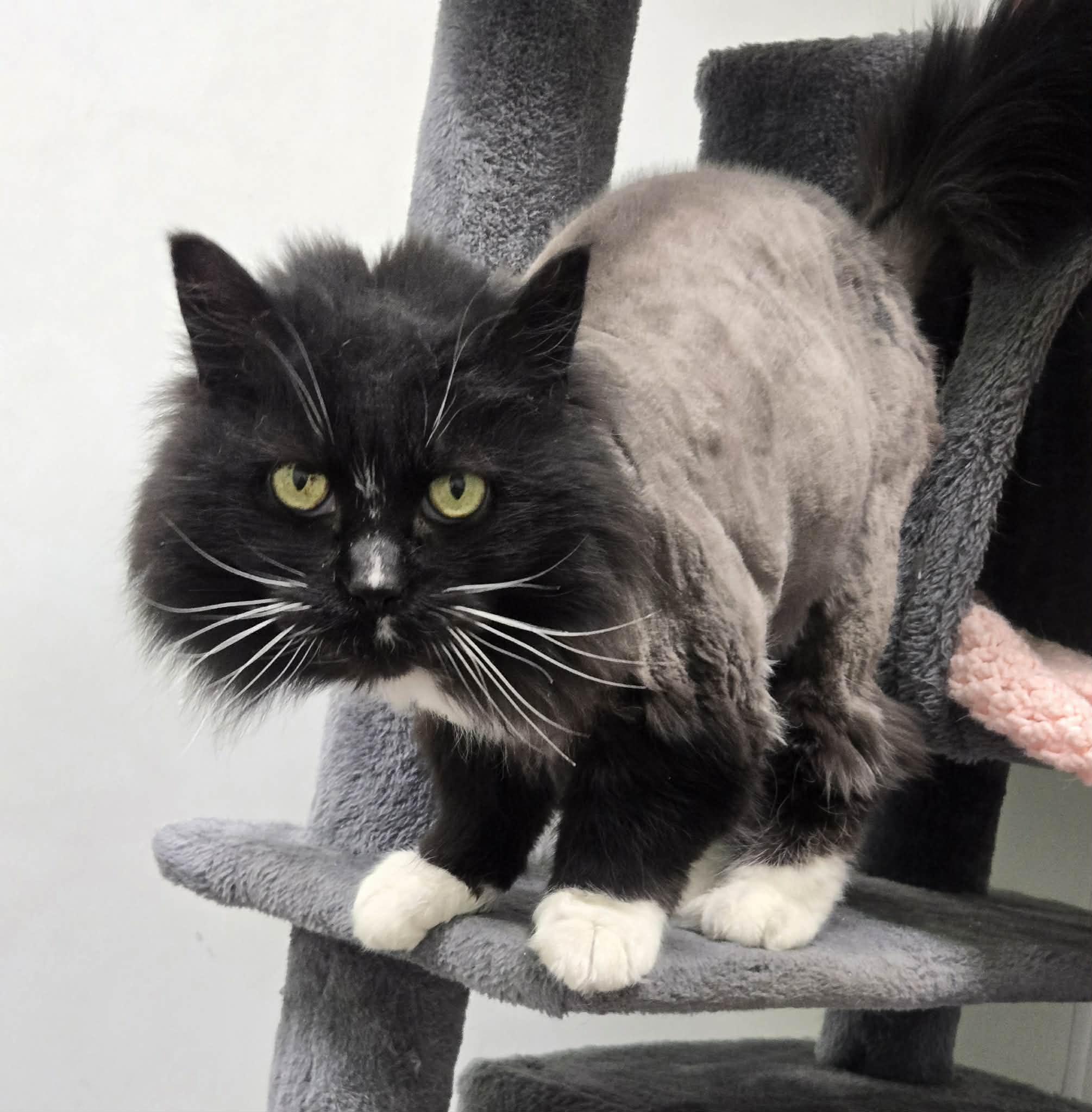 Enlarge Mouser and Tiger , a ADOPTABLE Domestic Long Hair in Roslyn, WA image 5/6