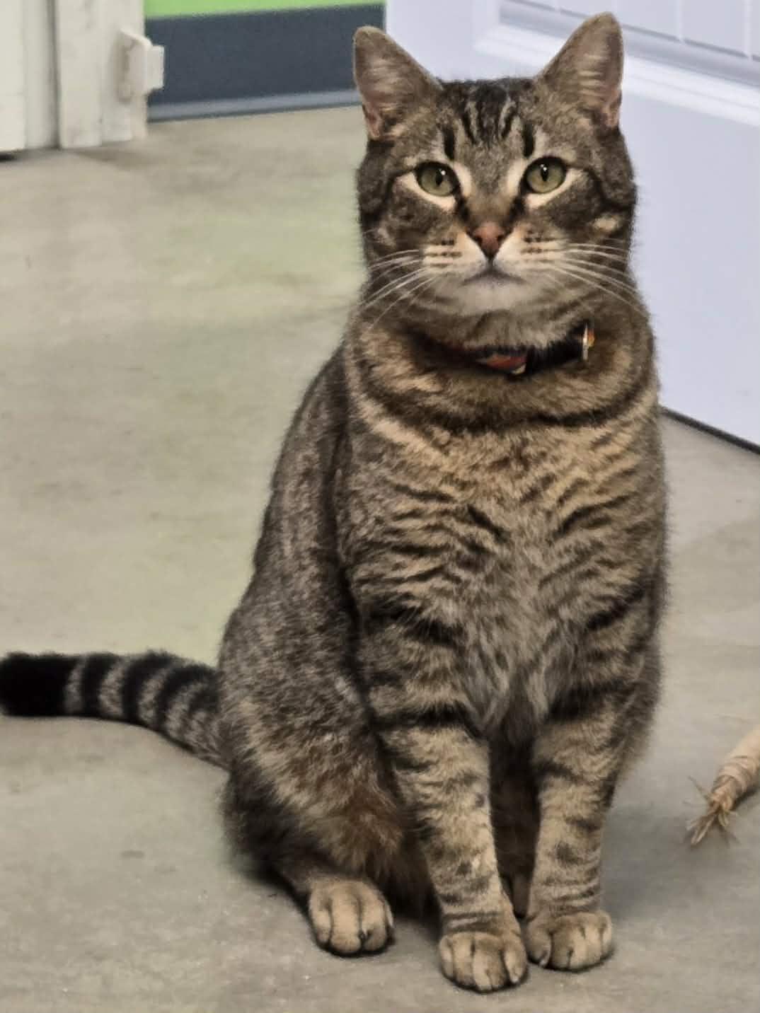 Enlarge Mouser and Tiger , a ADOPTABLE Domestic Long Hair in Roslyn, WA image 2/6