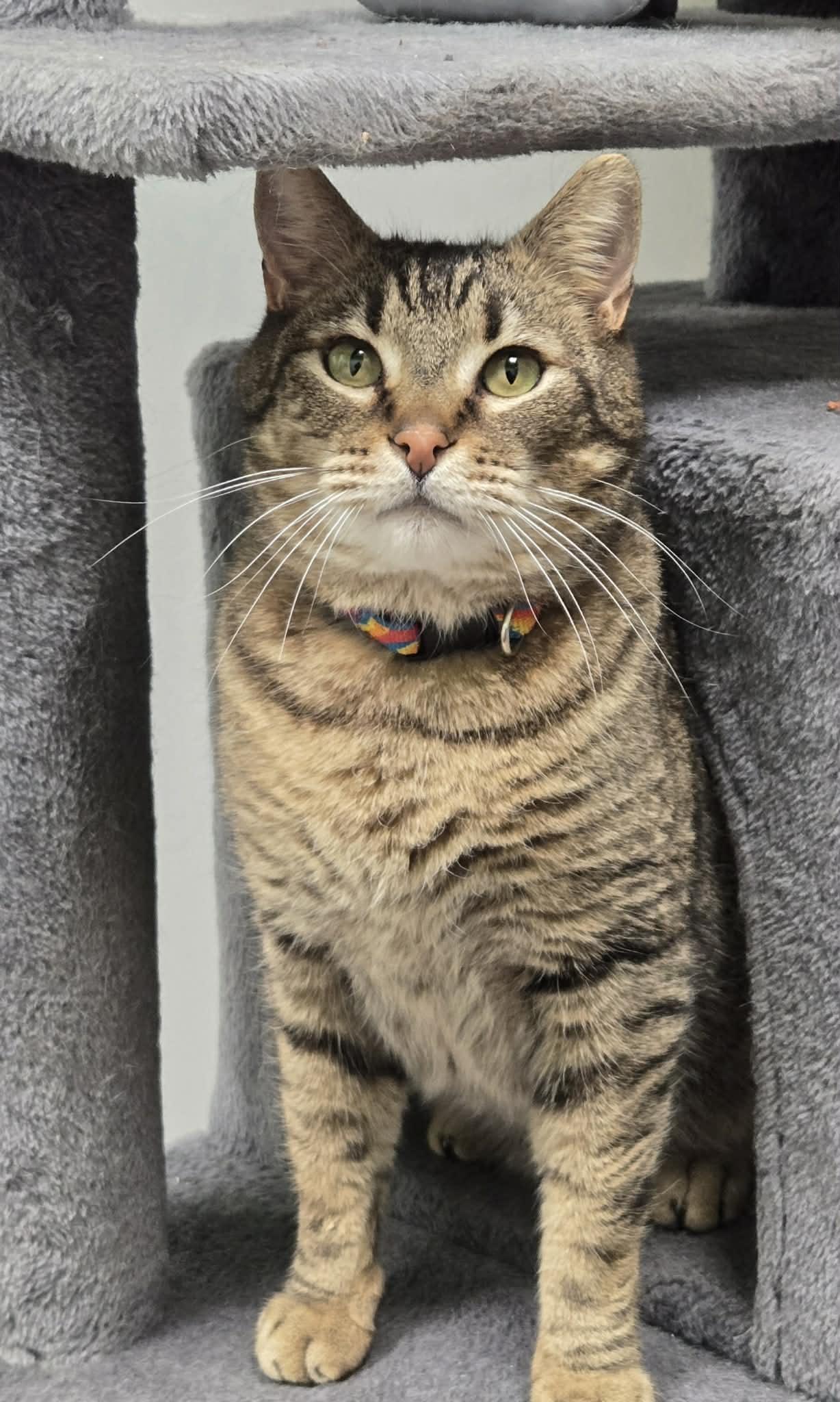Enlarge Mouser and Tiger , a ADOPTABLE Domestic Long Hair in Roslyn, WA image 6/6