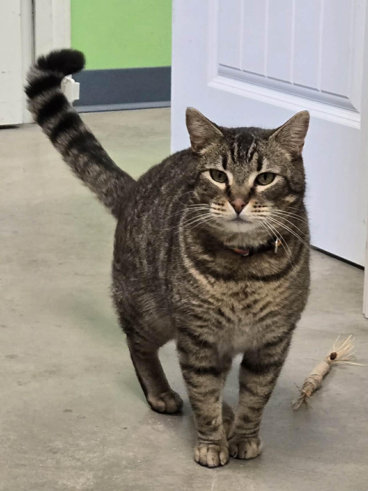 Enlarge Mouser and Tiger , a ADOPTABLE Domestic Long Hair in Roslyn, WA image 4/6