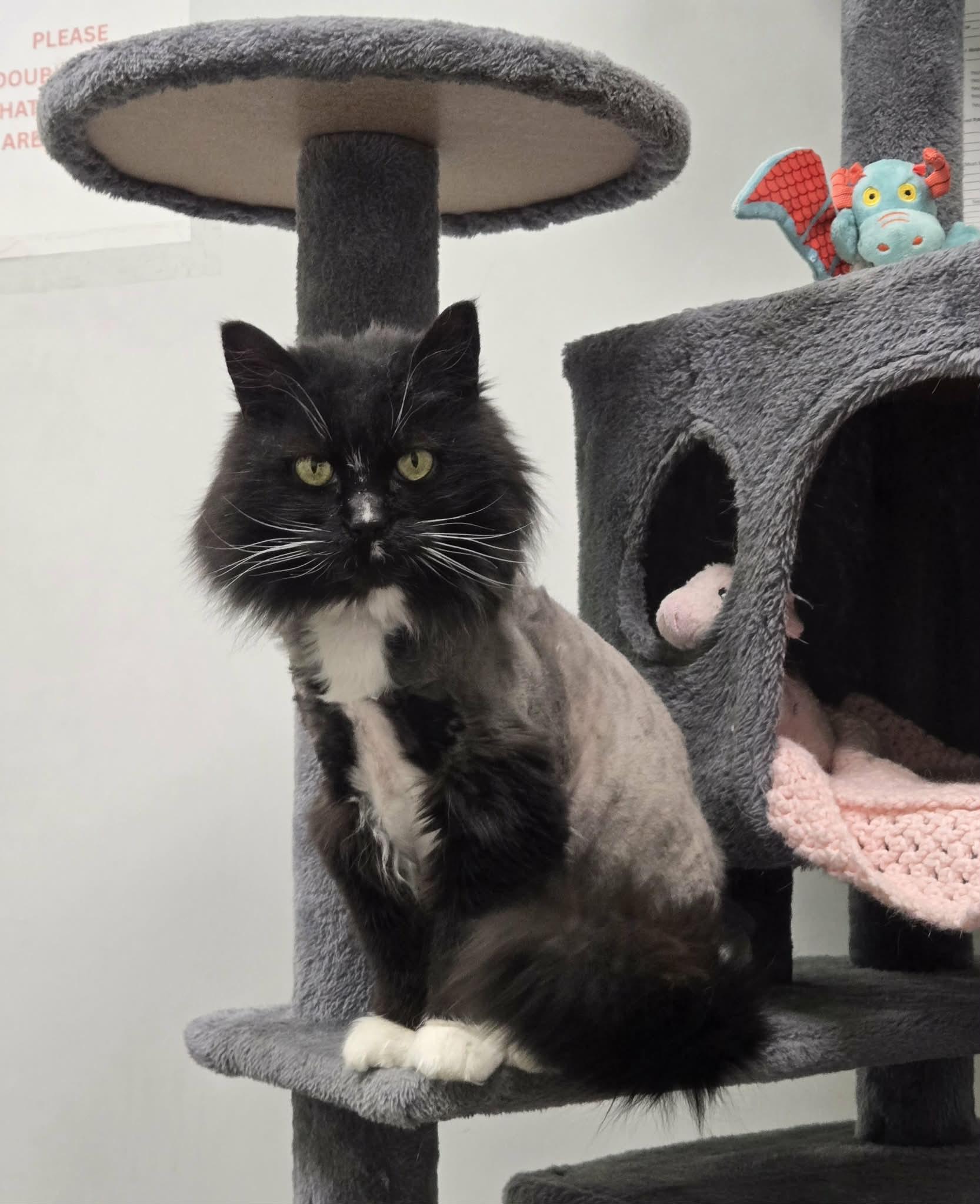 Enlarge Mouser and Tiger , a ADOPTABLE Domestic Long Hair in Roslyn, WA image 3/6