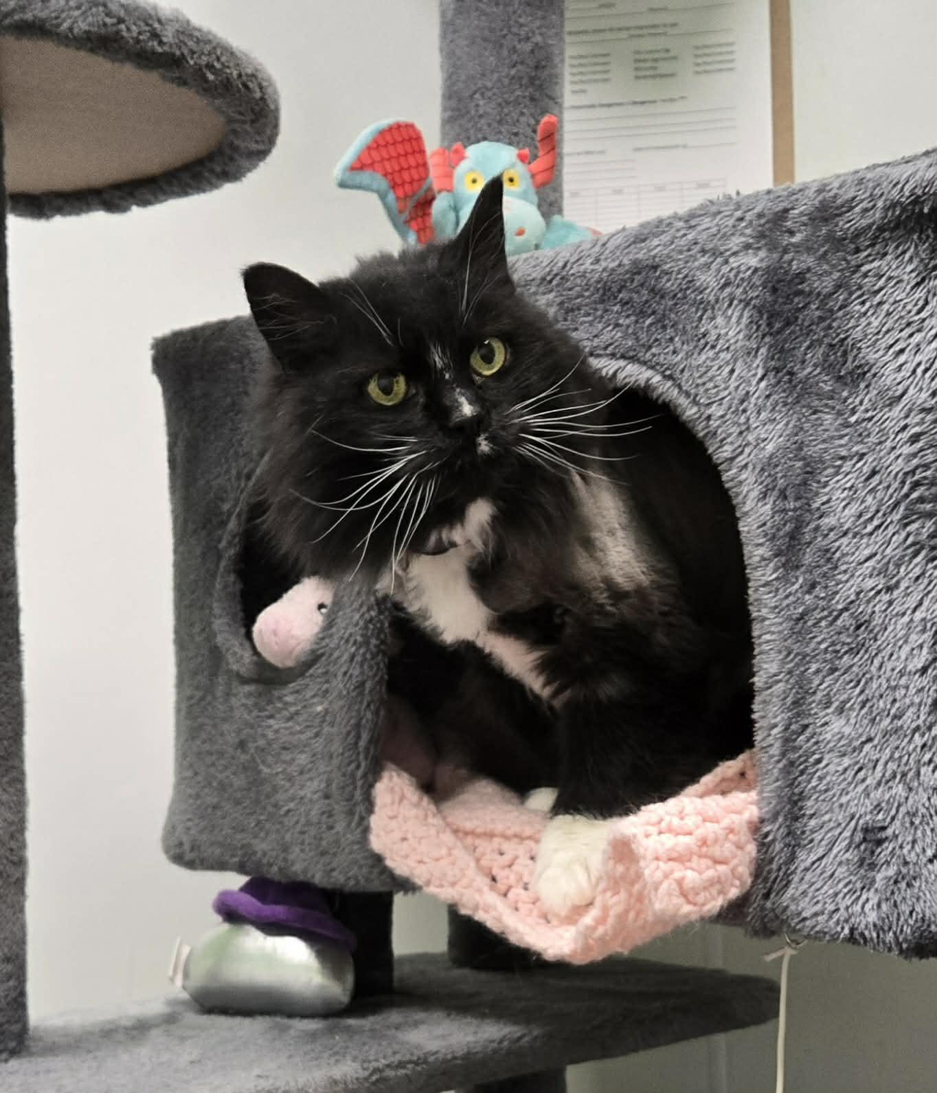 Mouser and Tiger , ADOPTABLE, Adult Female Domestic Long Hair.