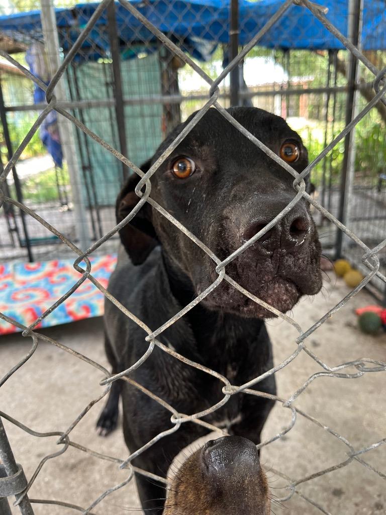 Onyx — thumbnail 2