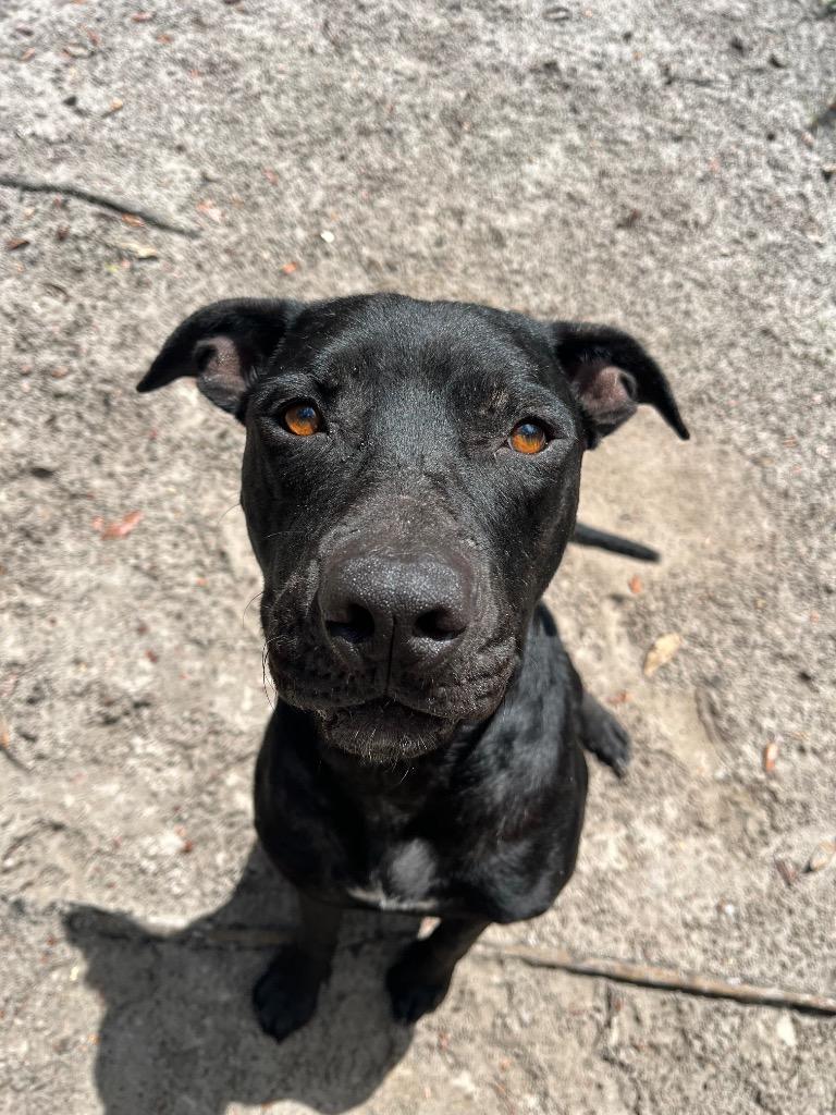 Onyx — thumbnail 3