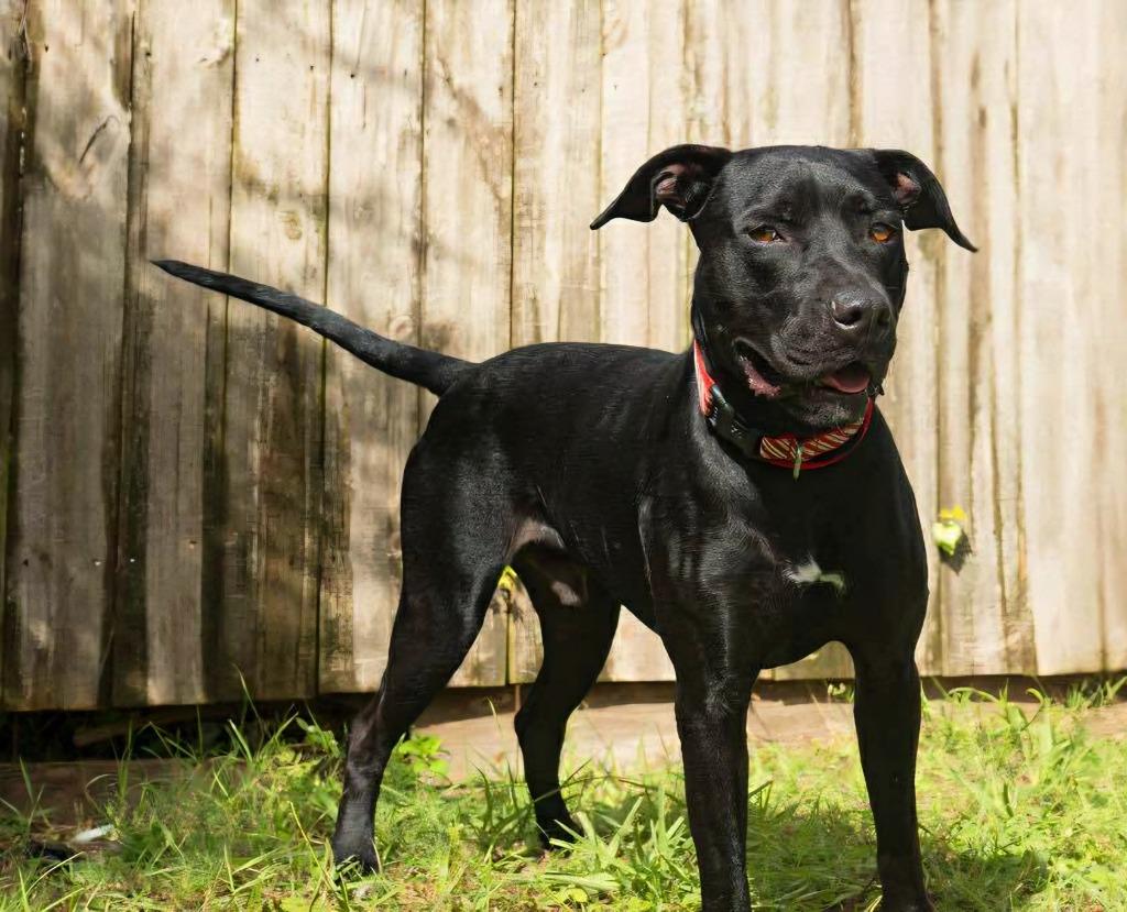 Onyx — thumbnail 4