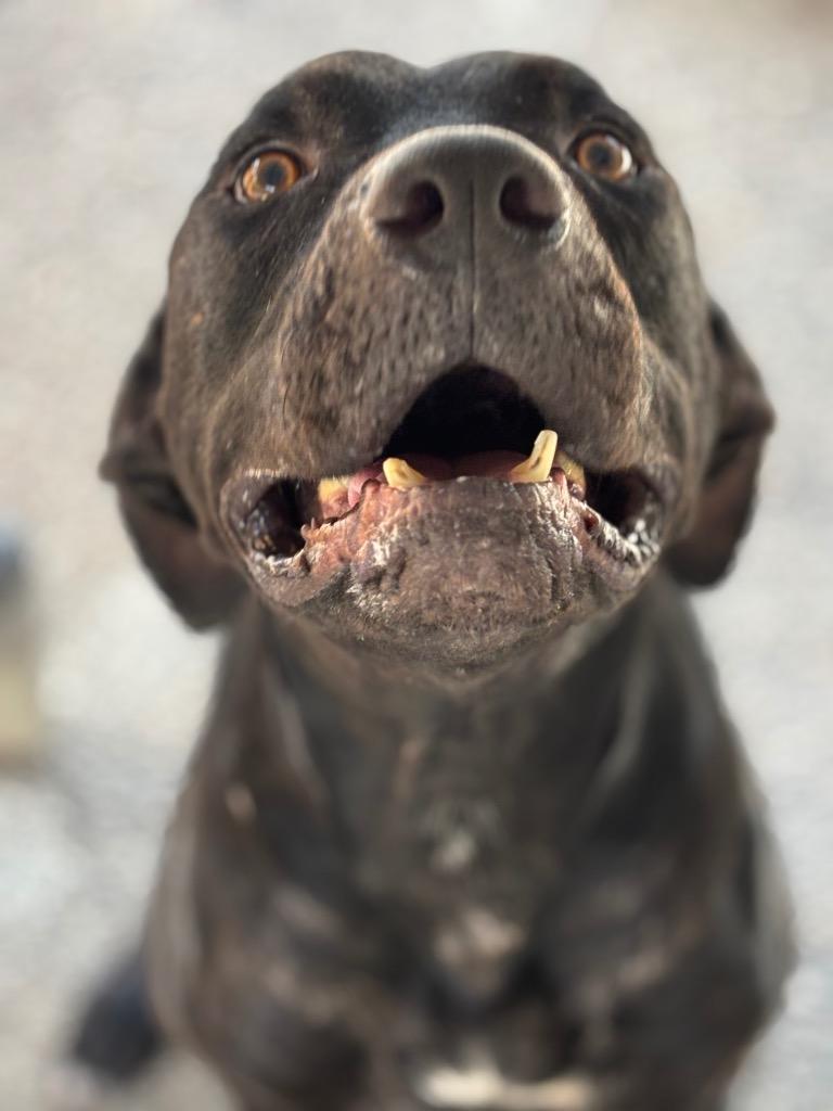 Onyx — thumbnail 5