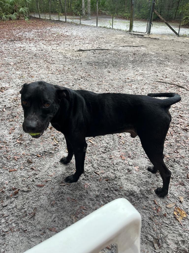 Onyx — thumbnail 6