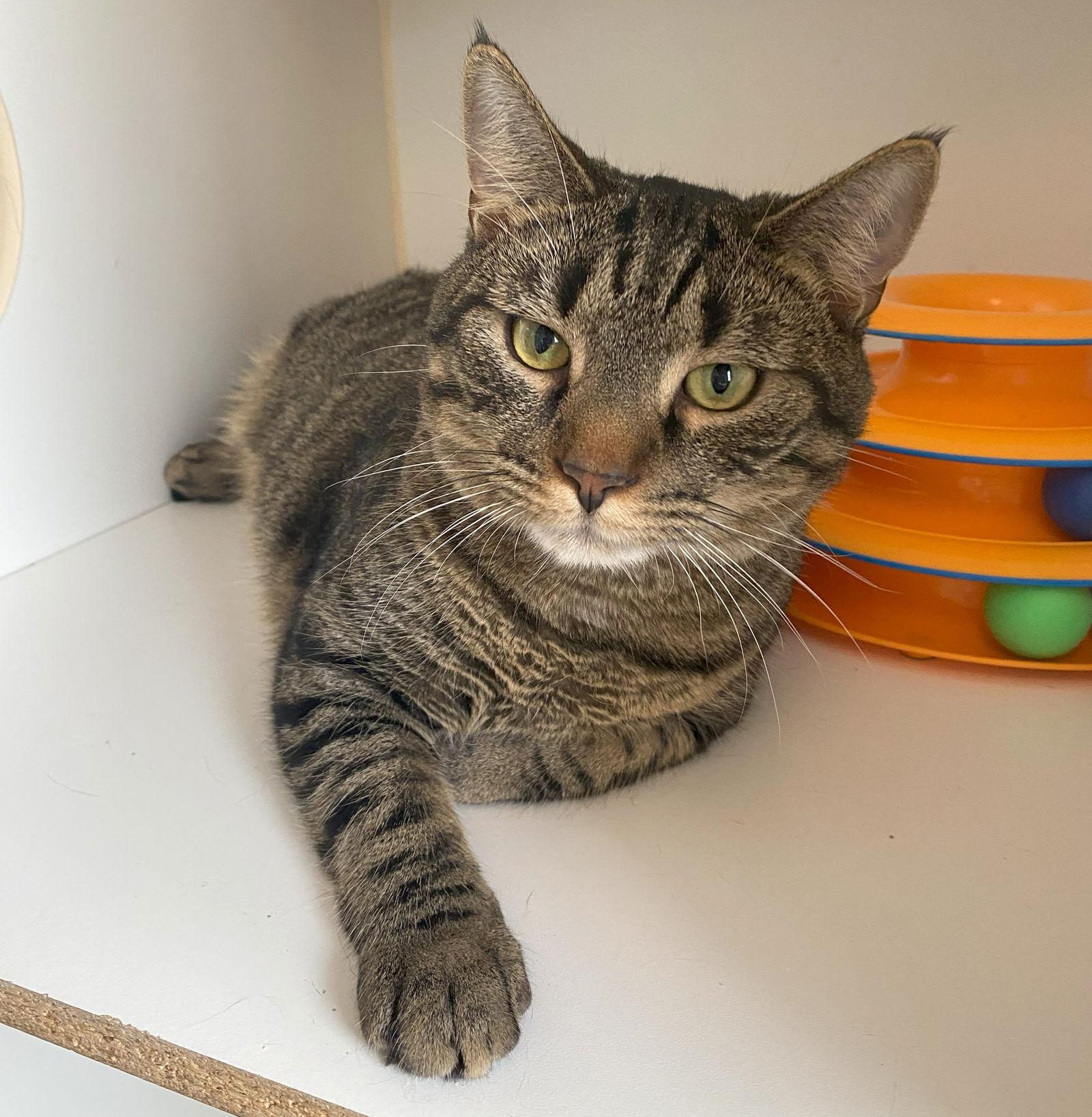 Meo, Adoptable, Adult Male Domestic Short Hair & Tabby.