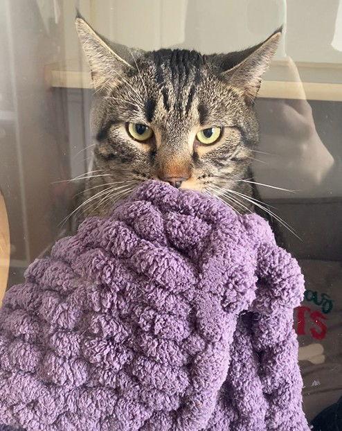 Enlarge Meo, a Adoptable mixed breed in Gettysburg, PA image 3/3