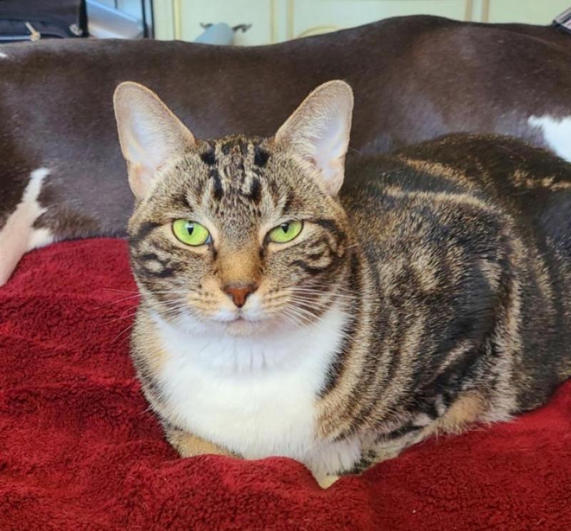 Enlarge Lacey, a Adoptable mixed breed in Sunnyvale, CA image 1/1