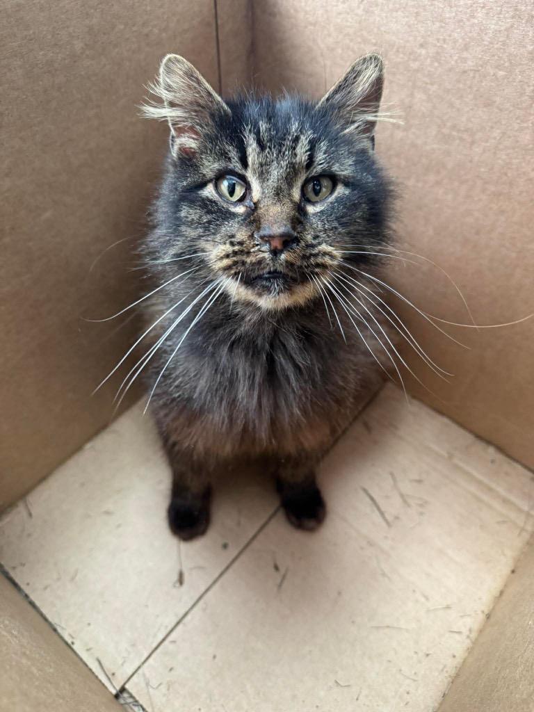 Enlarge Prudence, a Adoptable mixed breed in Van Wert, OH image 1/1