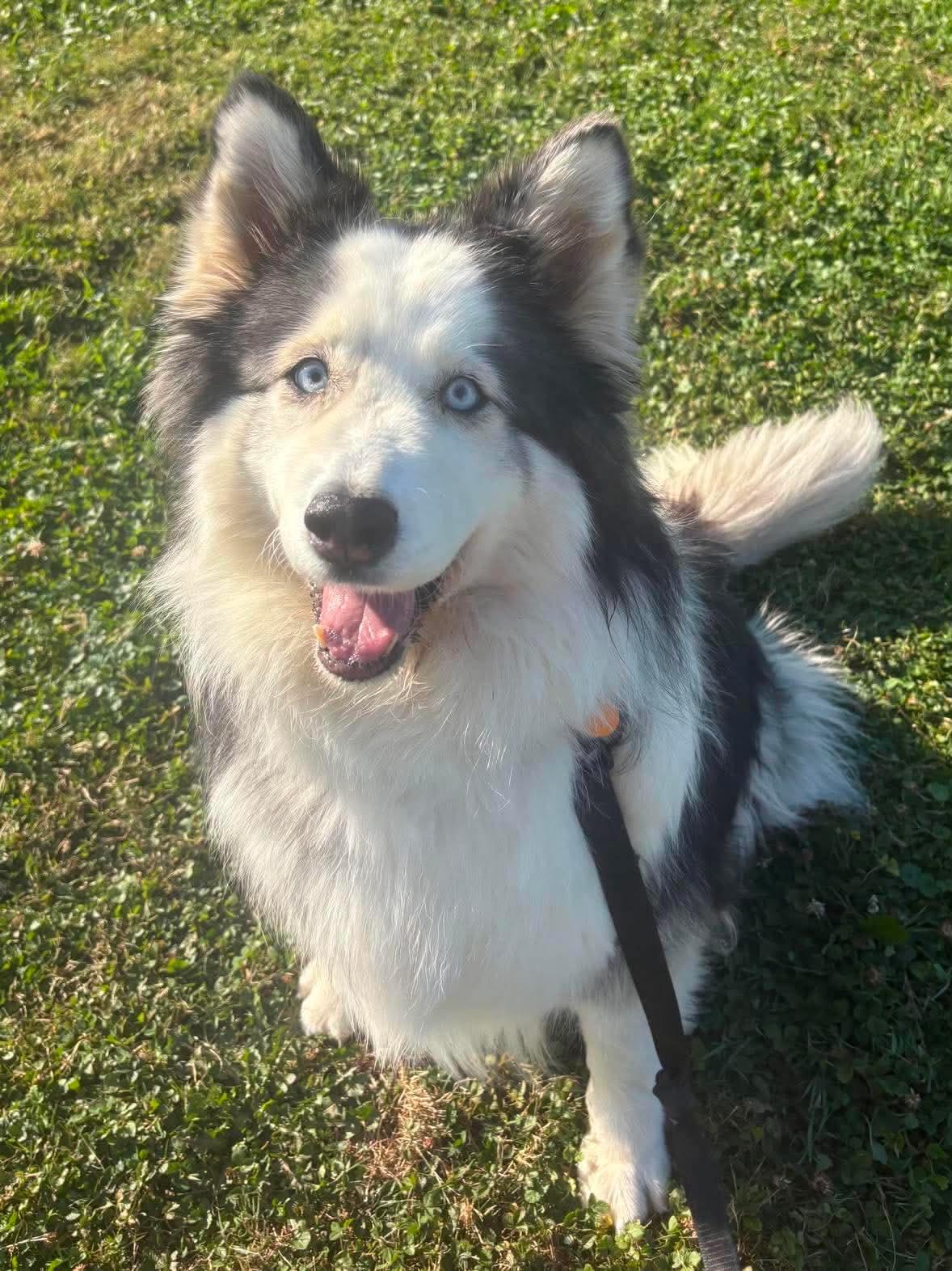 Mocha, ADOPTABLE, Adult Female Alaskan Malamute & Collie.
