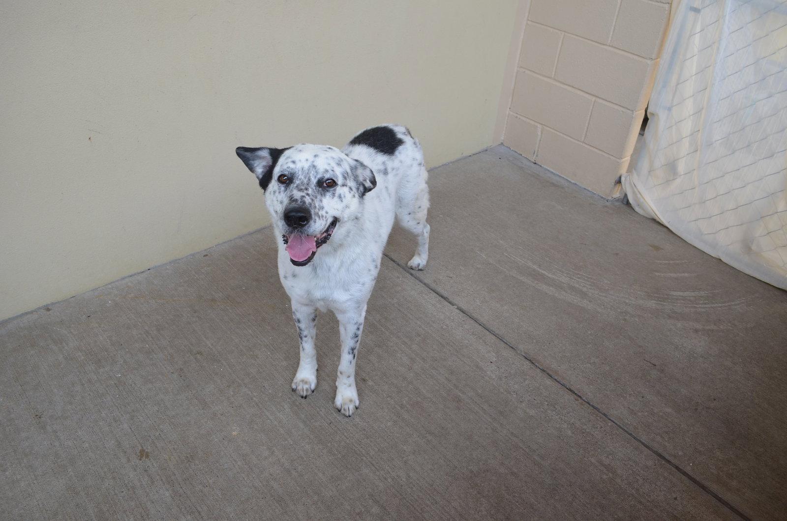 Bob, Adoptable, Young Male Australian Cattle Dog / Blue Heeler.