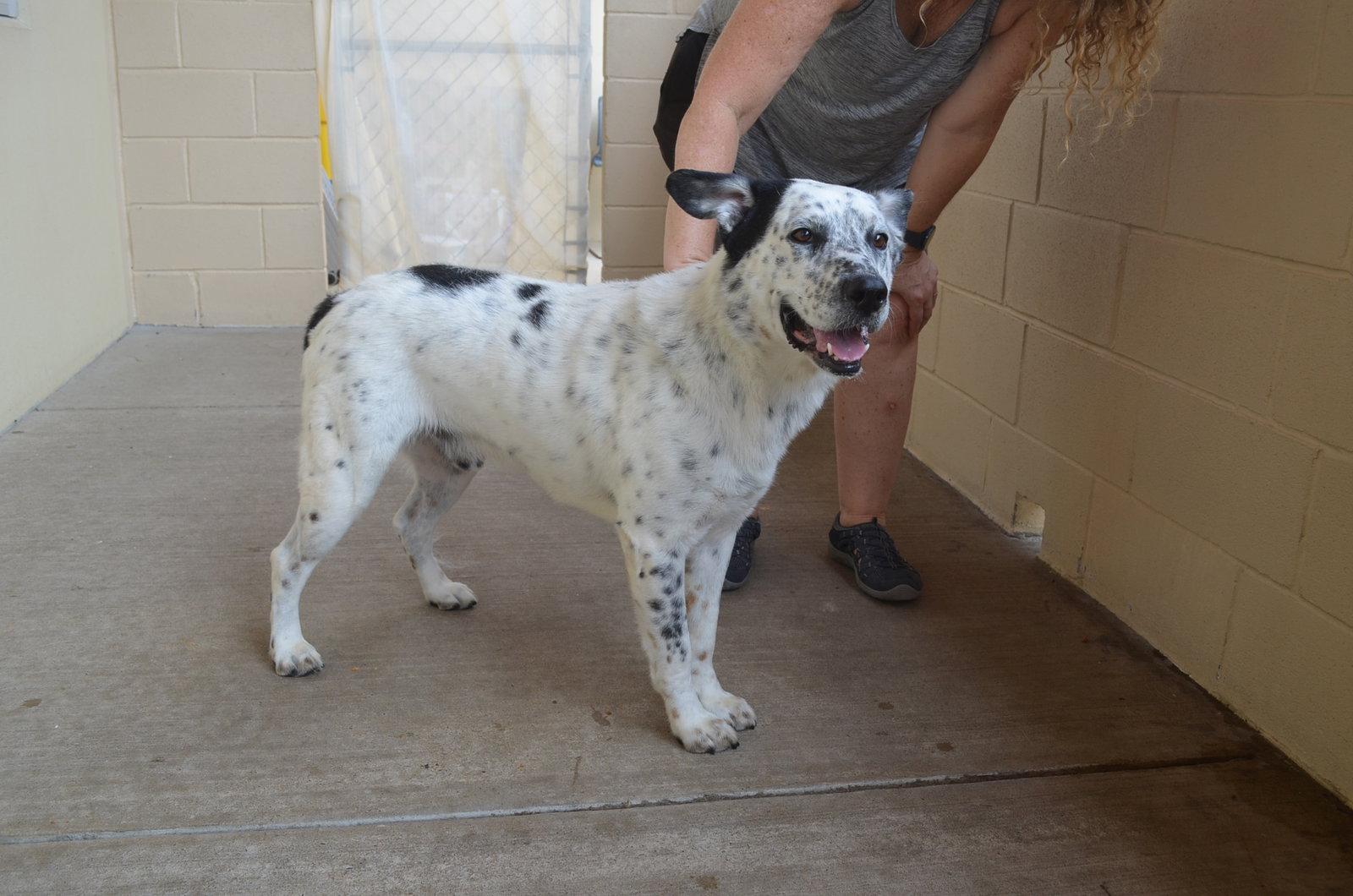 Enlarge Bob, a Adoptable Australian Cattle Dog / Blue Heeler in McKinney, TX image 2/3