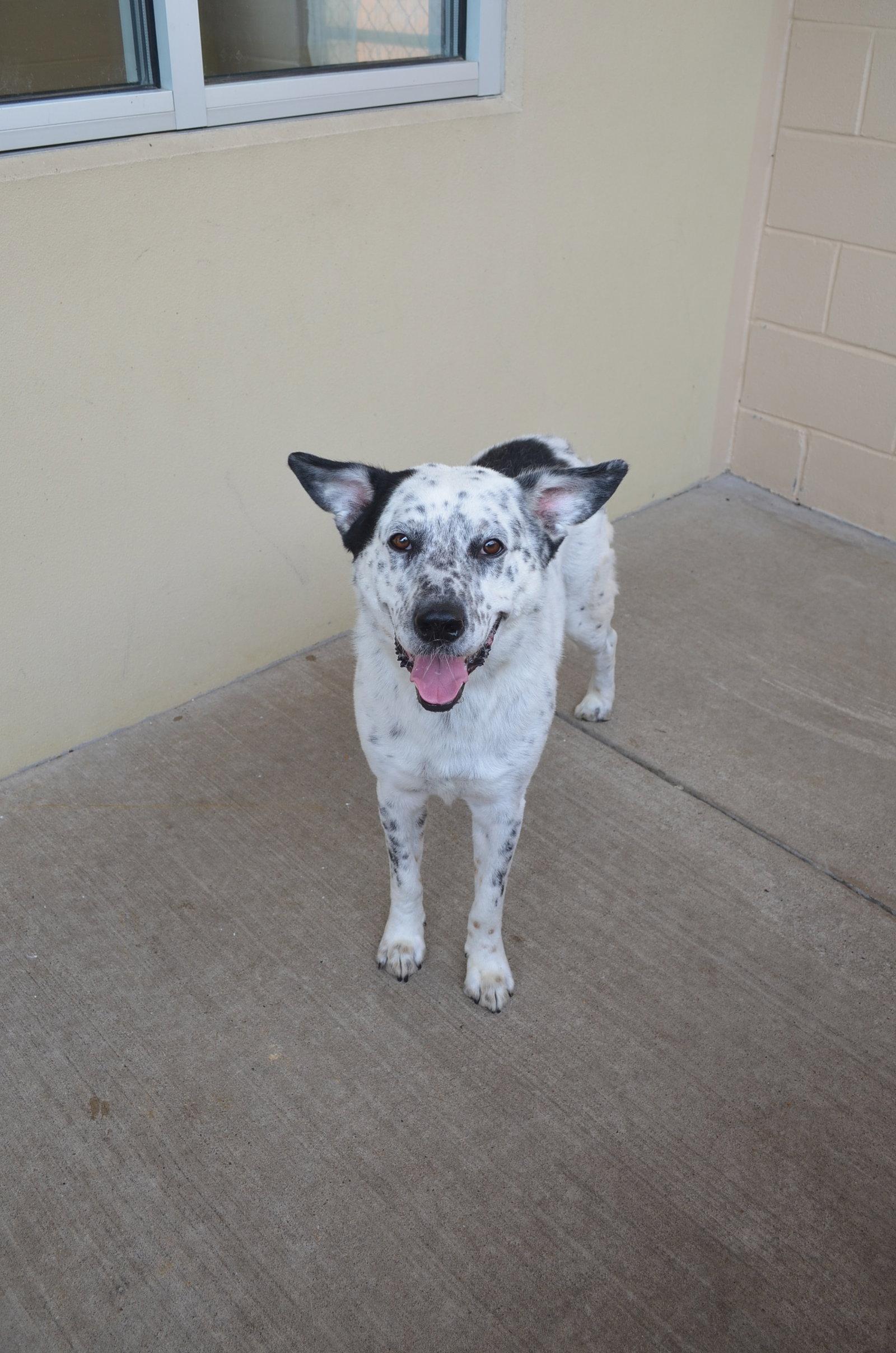 Enlarge Bob, a Adoptable Australian Cattle Dog / Blue Heeler in McKinney, TX image 3/3