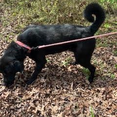 Enlarge BOO BOO, a ADOPTABLE mixed breed in Chicopee, MA image 4/5