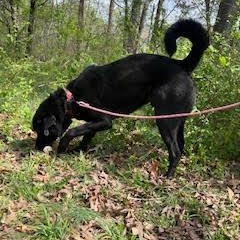 Enlarge BOO BOO, a ADOPTABLE mixed breed in Chicopee, MA image 5/5