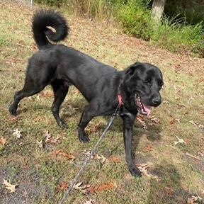 BOO BOO, ADOPTABLE, Young Male Anatolian Shepherd & Black Labrador Retriever.